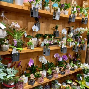 COCKTAIL FLEURI – Sophie Lhommeau COCKTAIL FLEURI – Sophie Lhommeau