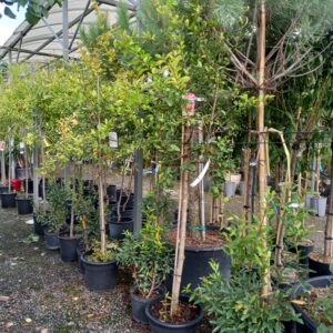 JARDINERIE DULONG JARDINERIE DULONG