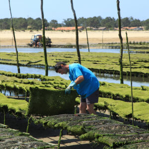HUÎTRES CONDOM HUÎTRES CONDOM
