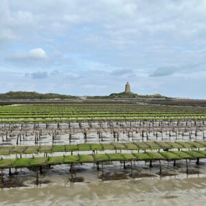 HUÎTRES CONDOM HUÎTRES CONDOM