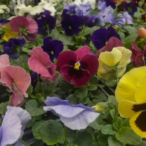 GRAINES & JARDIN CHEZ MESTÉ GRAINES & JARDIN CHEZ MESTÉ