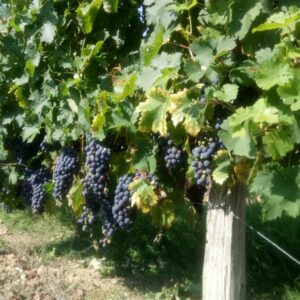 SOCIÉTÉ CIVILE DU CHÂTEAU PIERRON SOCIÉTÉ CIVILE DU CHÂTEAU PIERRON