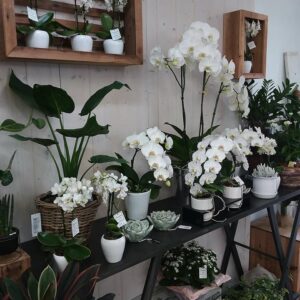 ROSALBRET – Valérie Fouyssac ROSALBRET – Valérie Fouyssac